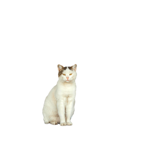 White Cat Sitting On Rustic Wooden Chair In Front Of Wooden Door With Sign. 18158 - Cat PNG image with transparent background